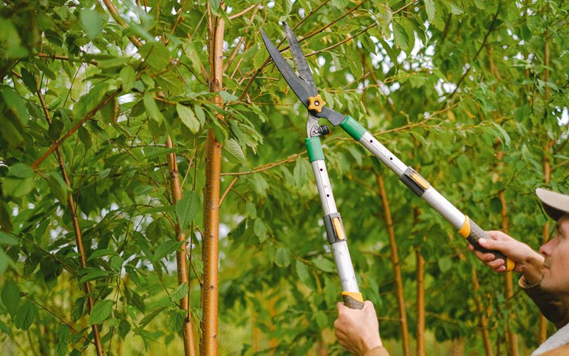 Tree trimming in Saint Georges, DE