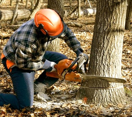 Tree Removal in Saint Georges, DE